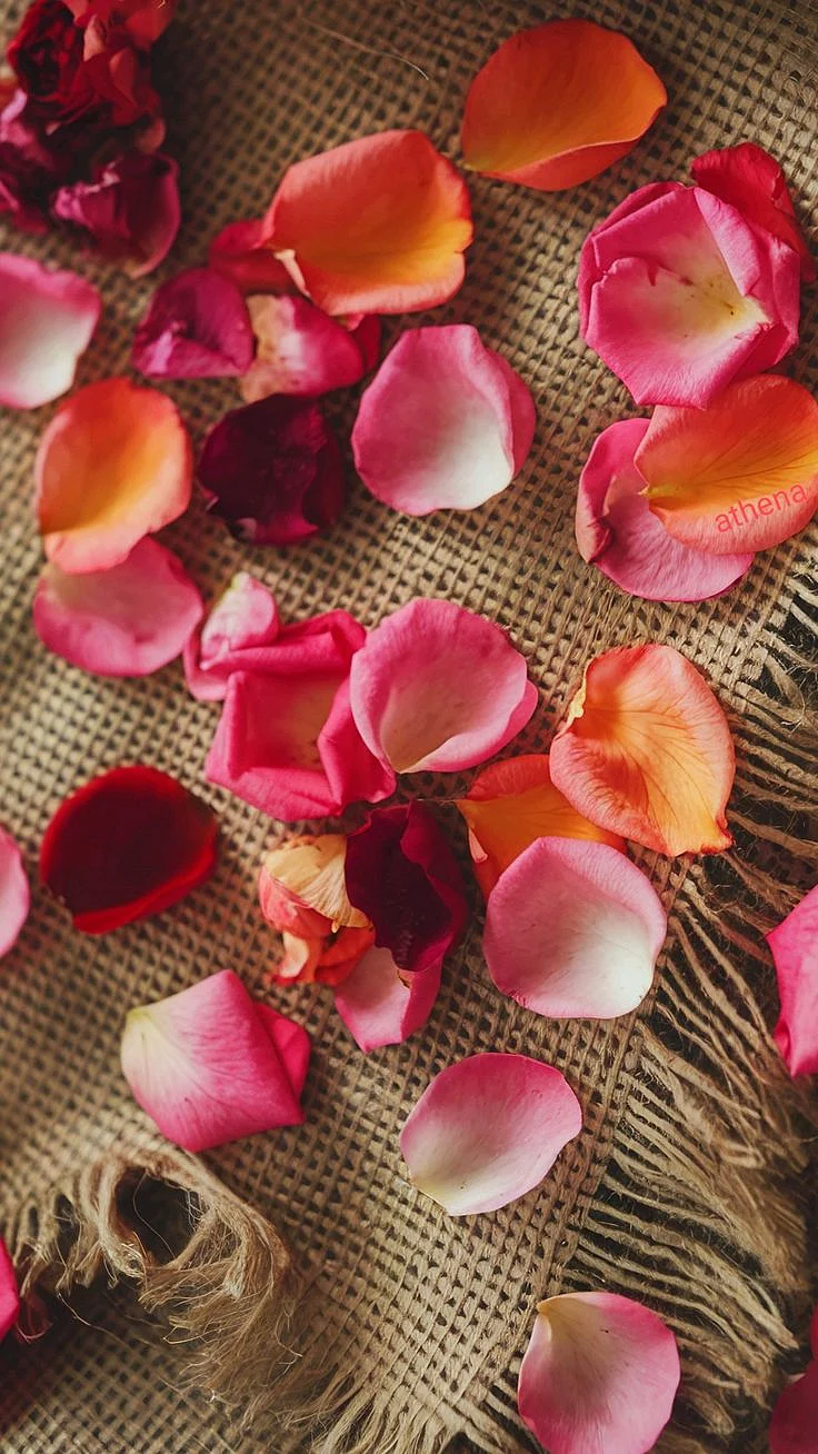 Rose Petal. 8