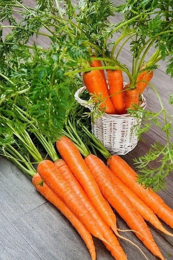 Carrot. 1