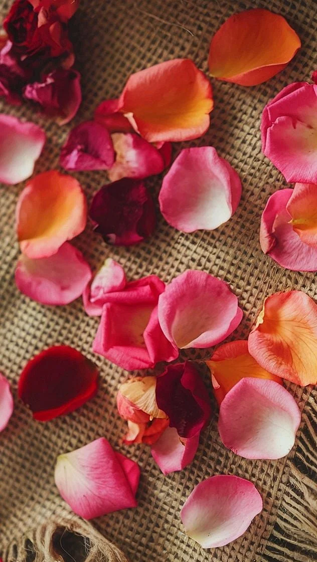 Rose Petal 1