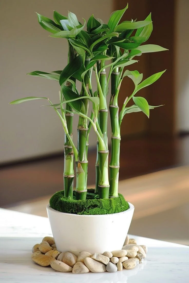 Bamboo Plant. 8