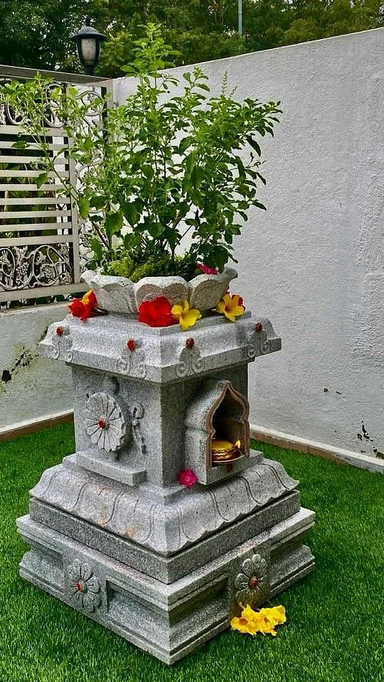 Tulsi Plant. 4
