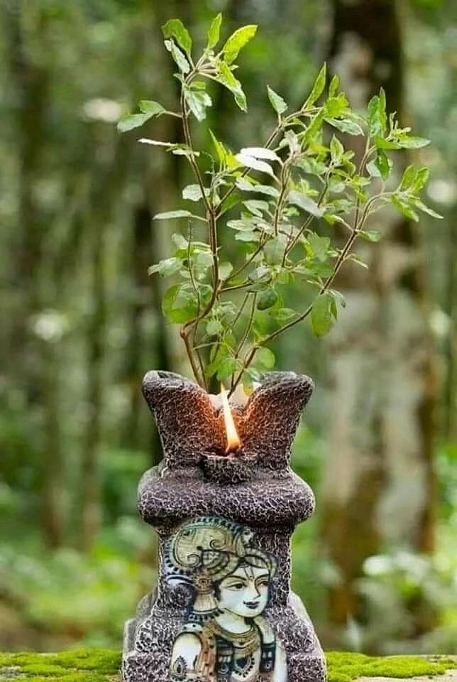 Tulsi Plant. 5