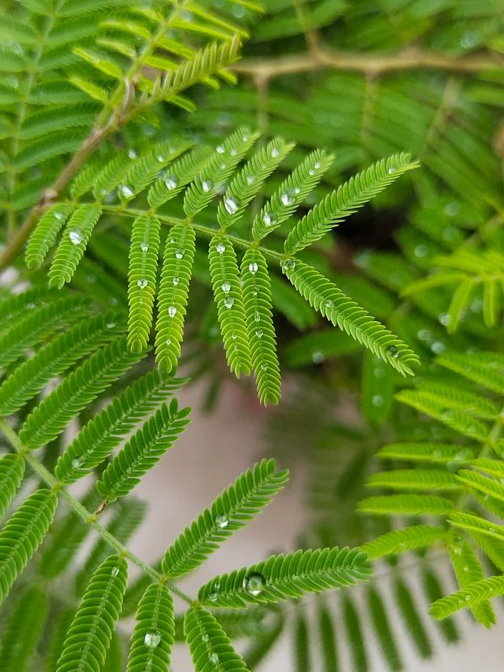 Shami  Plant