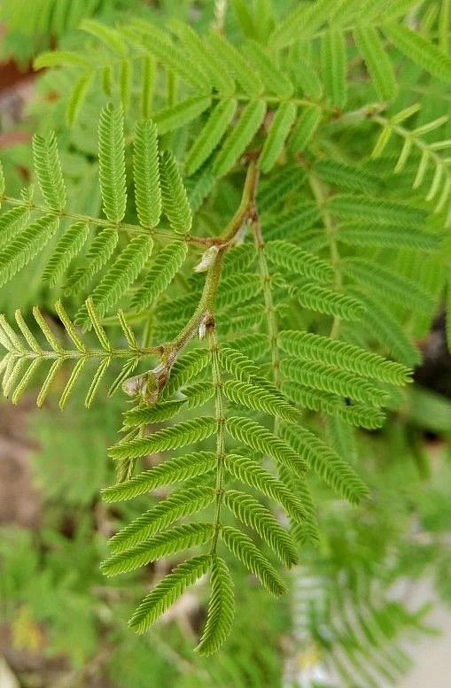 Shami Plant 