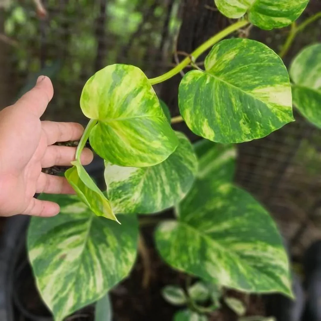 Money  Plant 