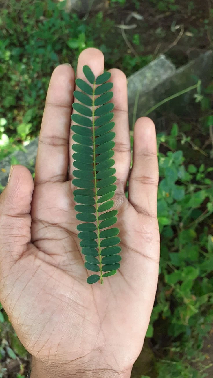 Shami Plant