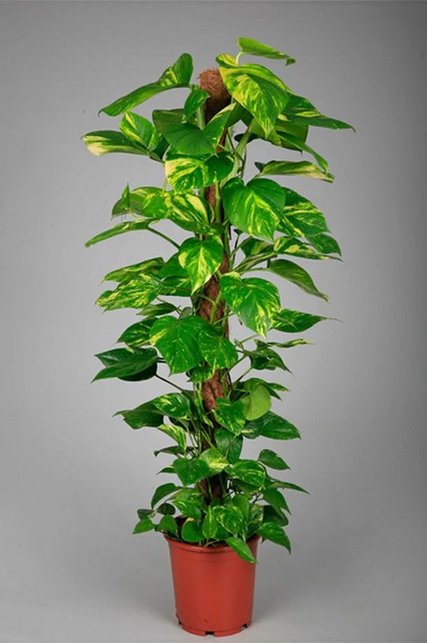 Money Plant 