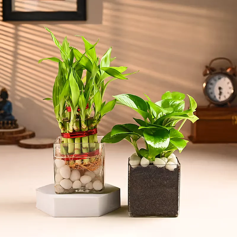 Money Plant 