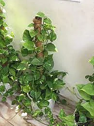 Money Plant 