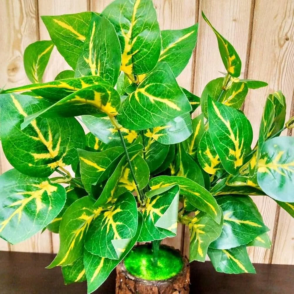 Money Plant