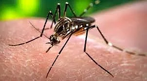 Don't panic if you have dengue