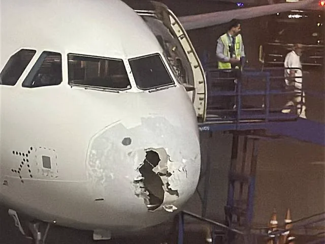 Indigo's nose broke in yesterday's storm
