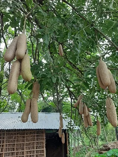 बालम खीरा पथरी समेत कई बीमारियों में फायदेमंद