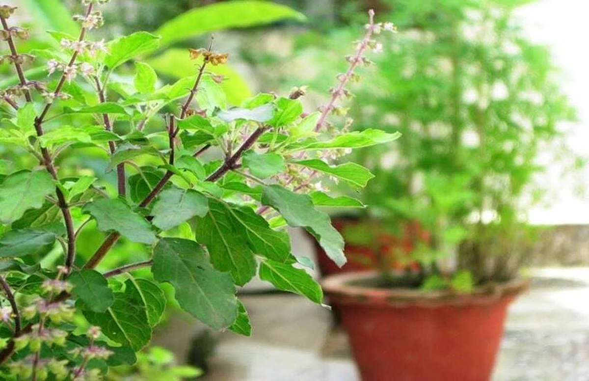 तुलसी का पौधा