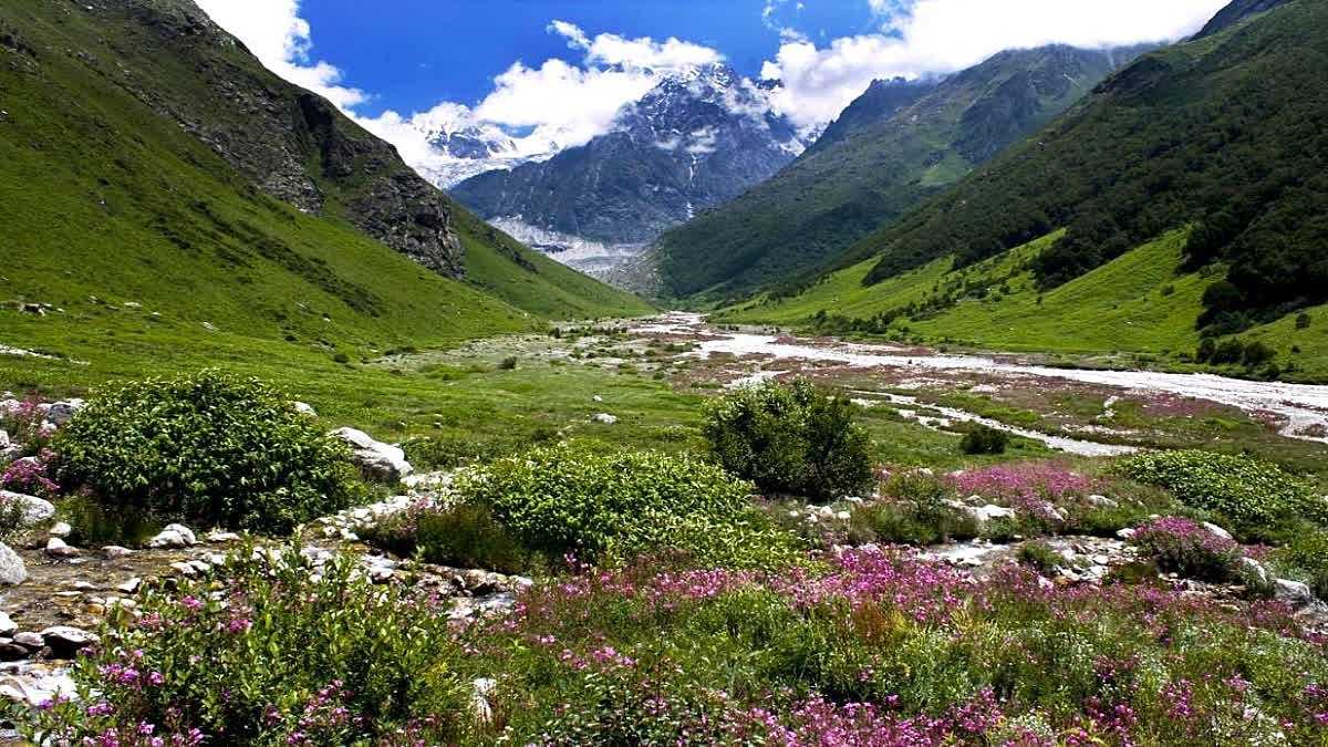 Valley of Flowers  
