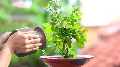 तुलसी में जल अर्पित करें, पूजा करें।

