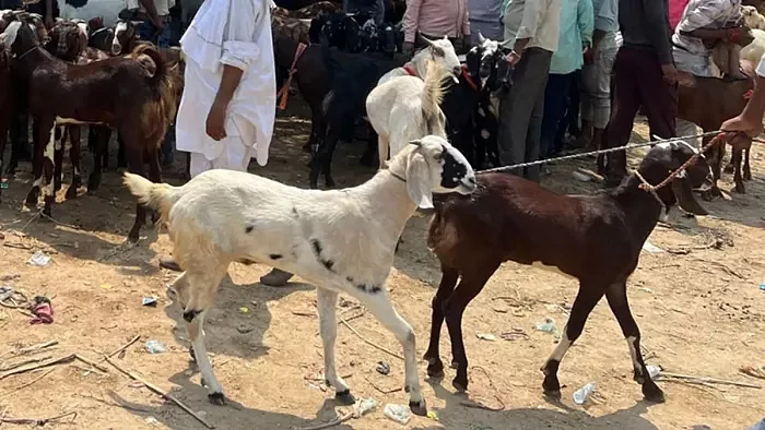 बकरीद को लेकर एडवाइजरी जारी