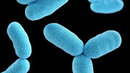 Bacteria