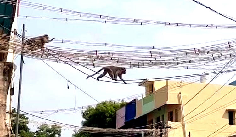 வீதியில் கூட்டம் கூட்டமாக சுற்றித் திரியும் குரங்குகள்.. மக்கள் அச்சம் |  Monkeys roaming in Madurai Melur on the streets