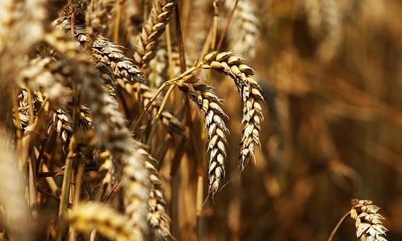 نہار منہ کھانے اور نہ کھانے والی غذائیں
