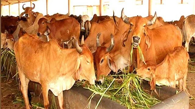 کرناٹک: گائے ذبیحہ کی روک تھام سے متعلق قانون کے لیے آرڈیننس لانے کی تیاری