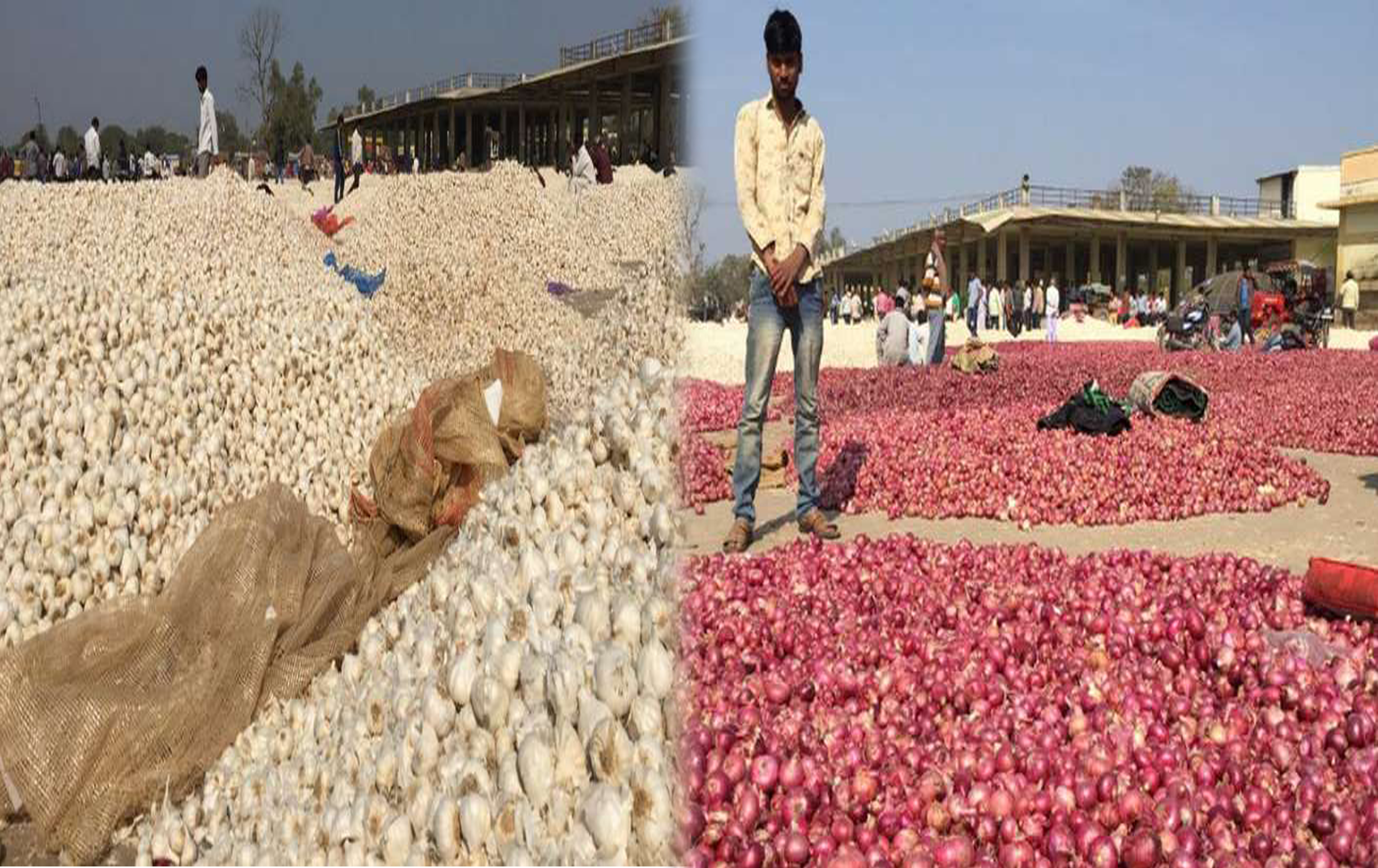مدھیہ پردیش میں پیاز 50 پیسے اور لہسن 2 روپے فی کلو، کسانوں میں ہاہاکار