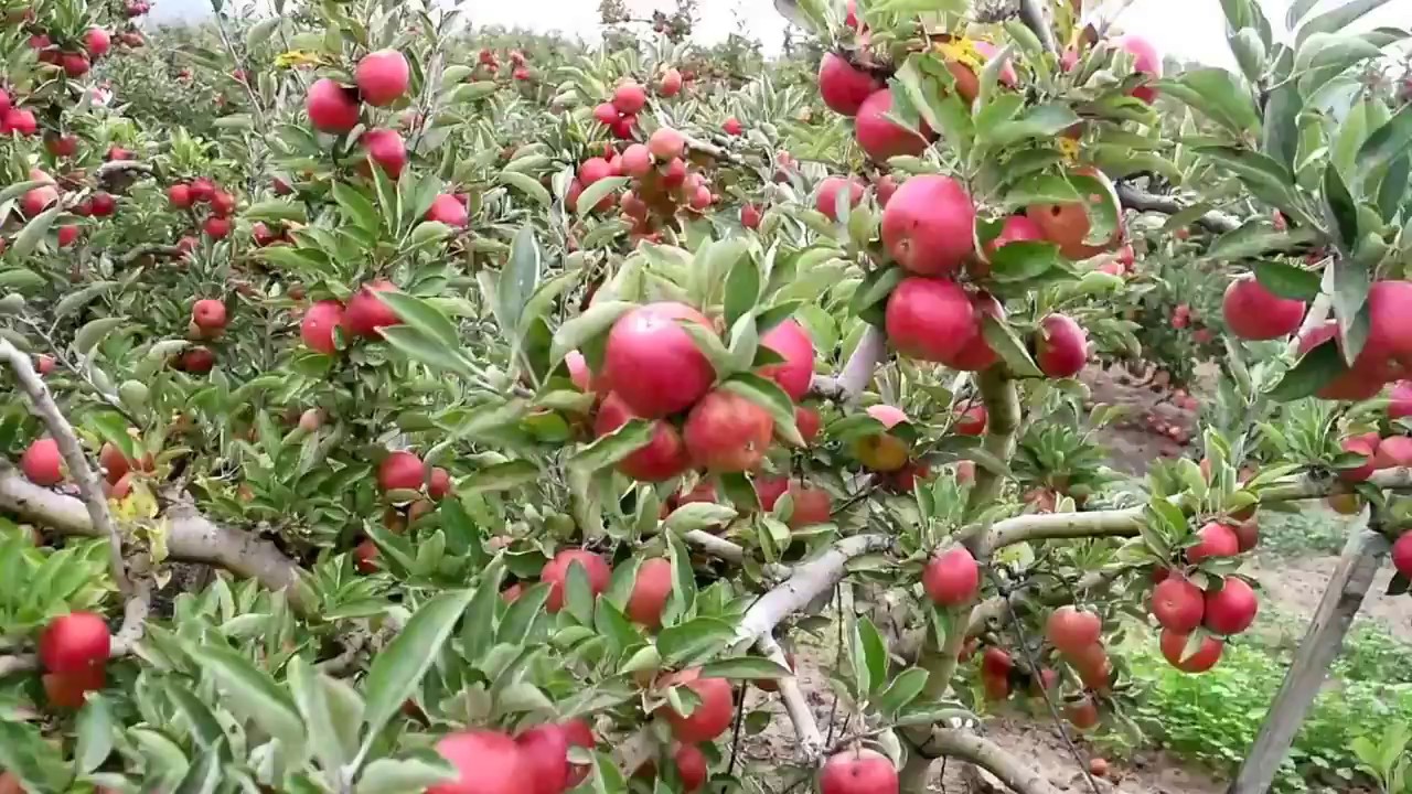 پی ایم مودی کی بیرون ملک سے محبت کا خمیازہ بھگت رہے ہماچل کے سیب باغبان