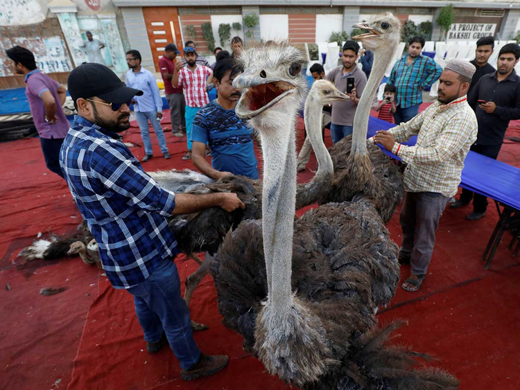پاکستان میں غرباء کے لیے سحری، کھانے میں شتر مرغ کا گوشت