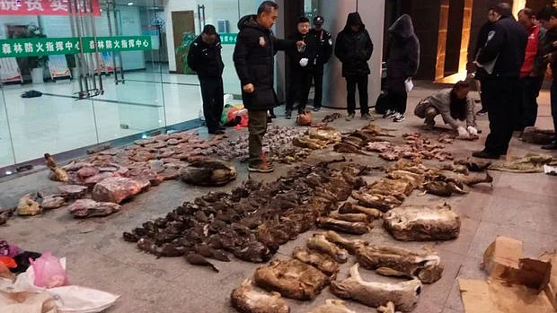 انسانوں کو متاثر کرنے والے ستر فیصد نئے وائرس جانوروں سے آتے ہیں: ڈبلیو ایچ او