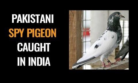 پاکستانی جاسوس ہونے کی پاداش میں پکڑا جانے والا کبوتر رہا
