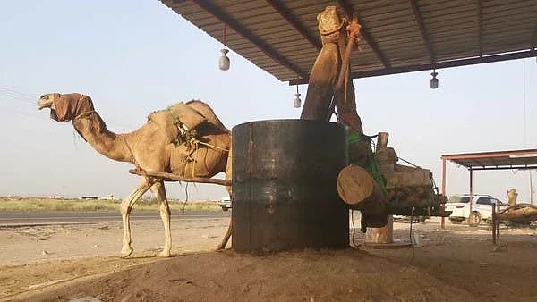 سعودی عرب: تِلوں کا تیل تیار کرنے کے لیے کولہو کا روایتی طریقہ رائج