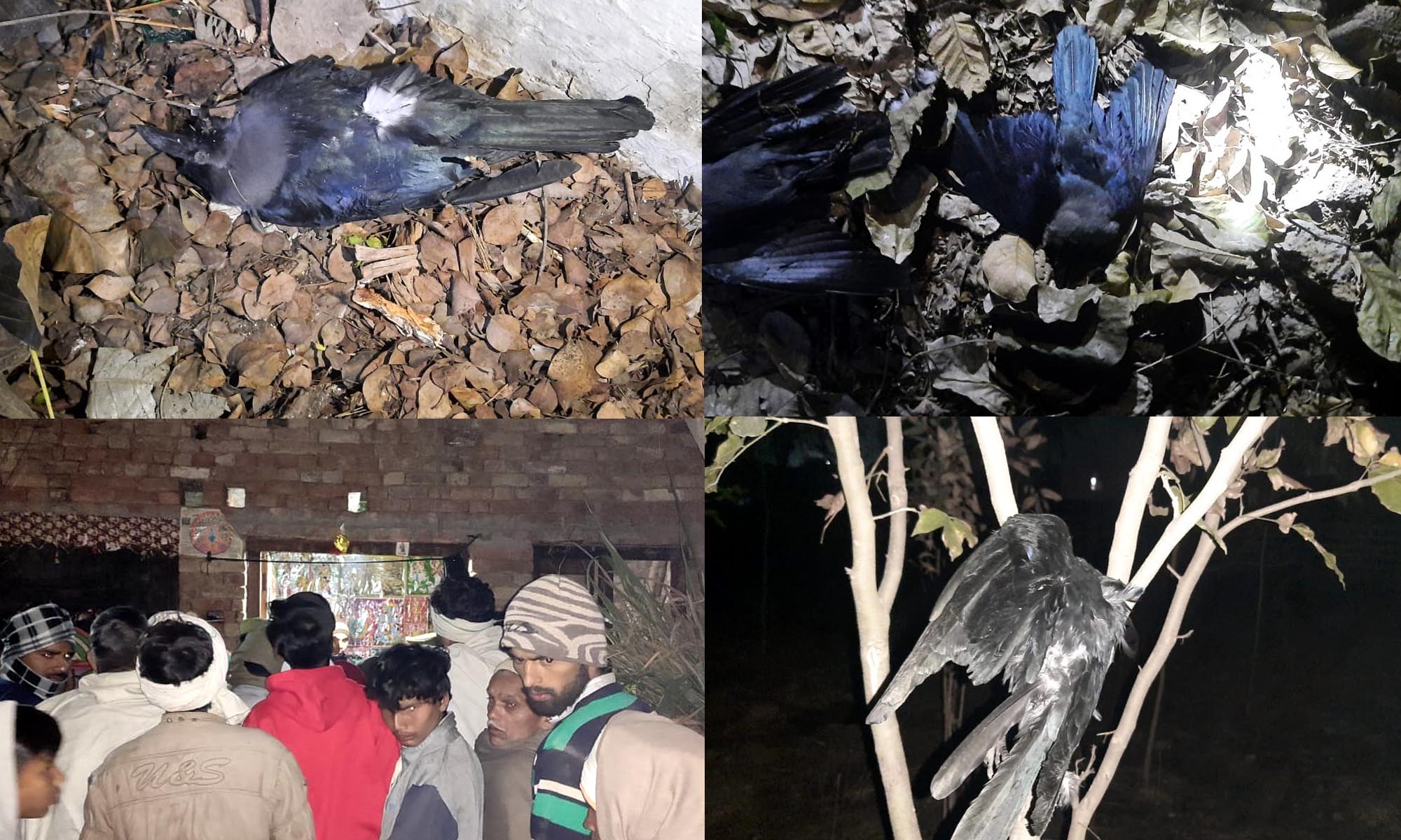 یوپی: مظفرنگر میں برڈ فلو کی تصدیق سے دہشت! کئی اضلاع میں ہائی الرٹ
