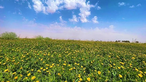 تصویر العربیہ ڈاٹ نیٹ