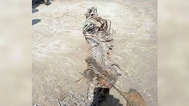 تصویر سوشل میڈیا