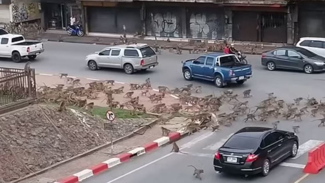 کورونا کی وجہ سے تھائی لینڈ میں بندروں کے دو گروپ آپس میں گتھم گتھا