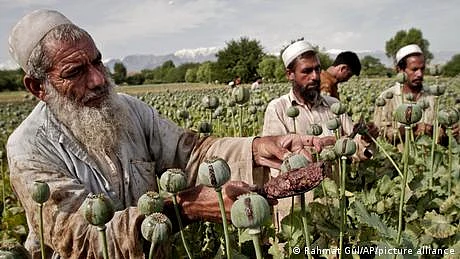 طالبان کے افغانستان میں، افیون کی قیمتیں آسمان پر