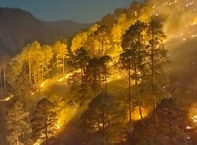اتراکھنڈ میں گرمی کی تباہکاری، سینکڑوں پھل دار درخت جل کر خاک