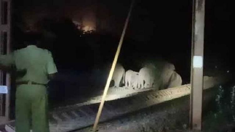 جھارکھنڈ میں ٹرین کی زد میں آ کر 3 ہاتھیوں کی موت، دیگر ہاتھیوں نے خوب کیا ہنگامہ!