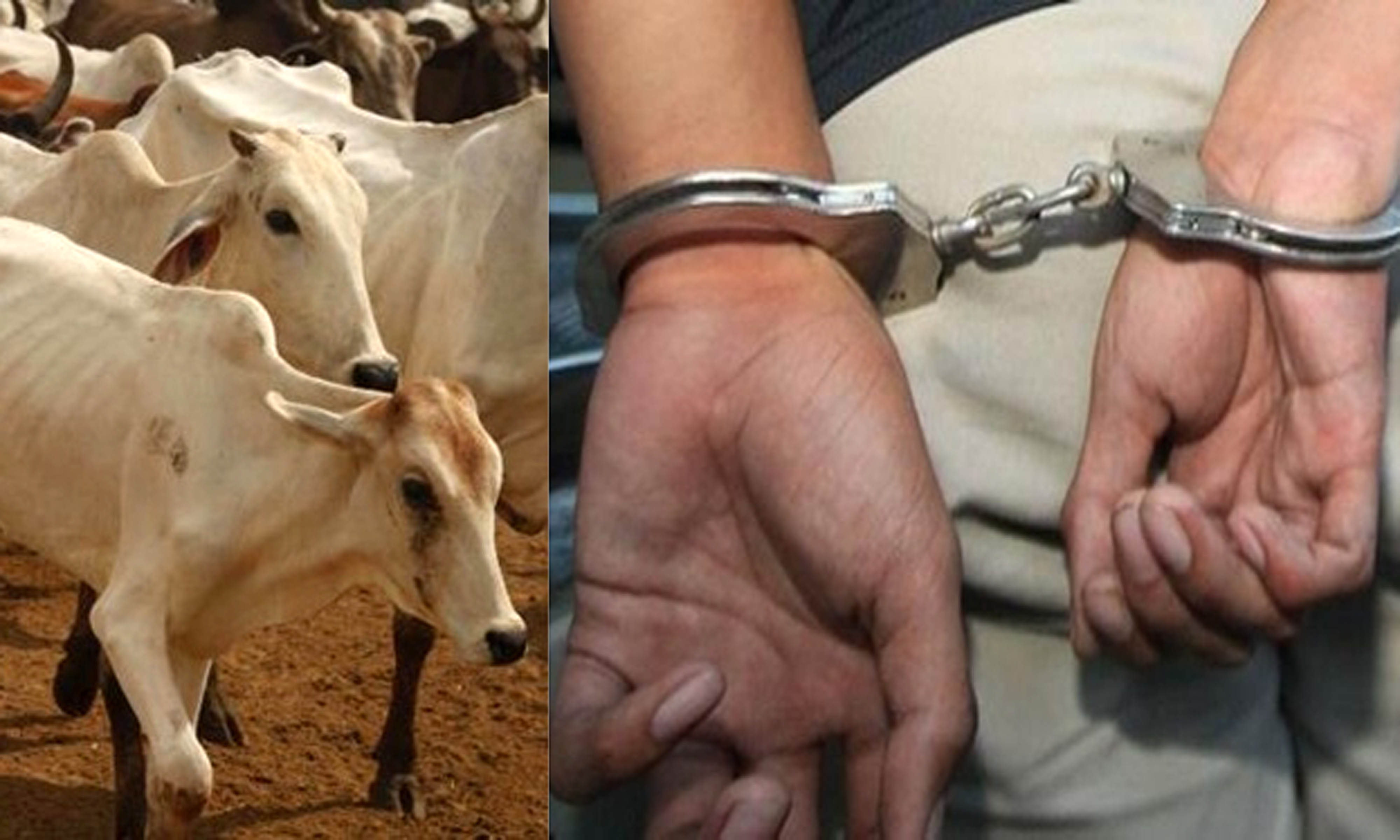 کرناٹک: گائیوں کے ساتھ غیر فطری جنسی تعلقات قائم کرنے کے الزام میں ایک شخص گرفتار