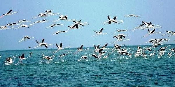 प्राकृतिक आपदाओं से बचाव का जरिया हैं वेटलैंड्स
