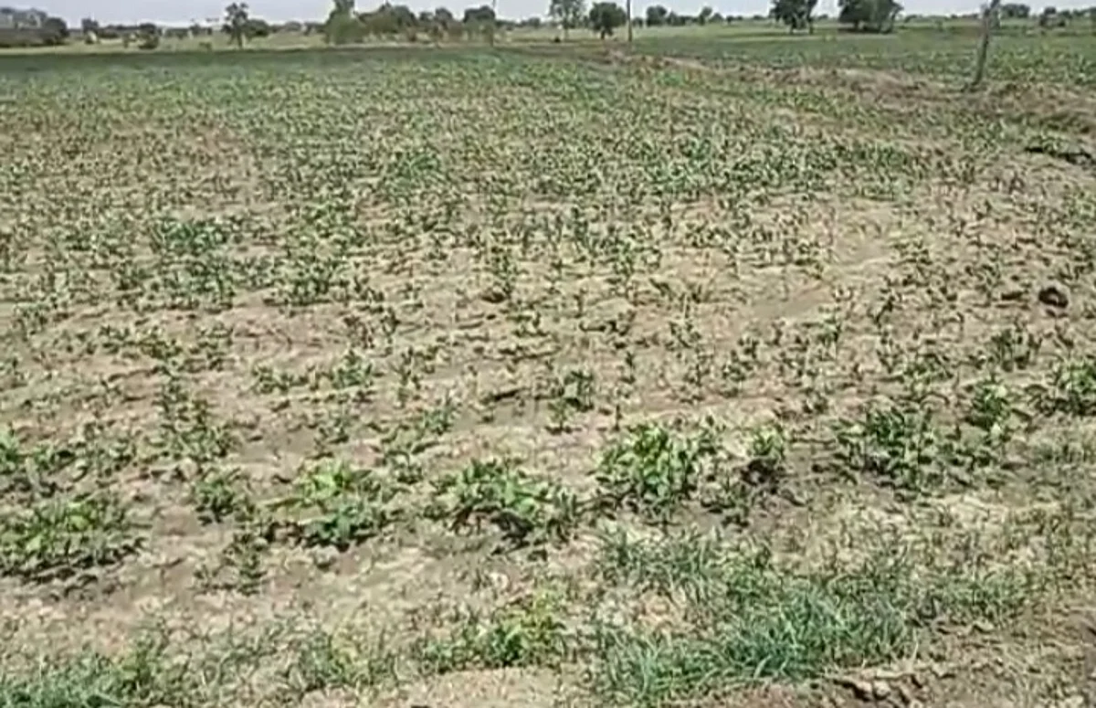 कम बारिश से सोयाबीन और मूंगफली उत्पादक किसान चिंता में आए