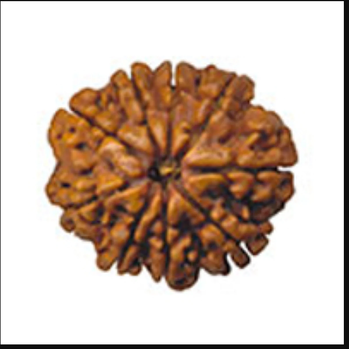 नौ मुखी रुद्राक्ष - No Mukhi Rudraksha