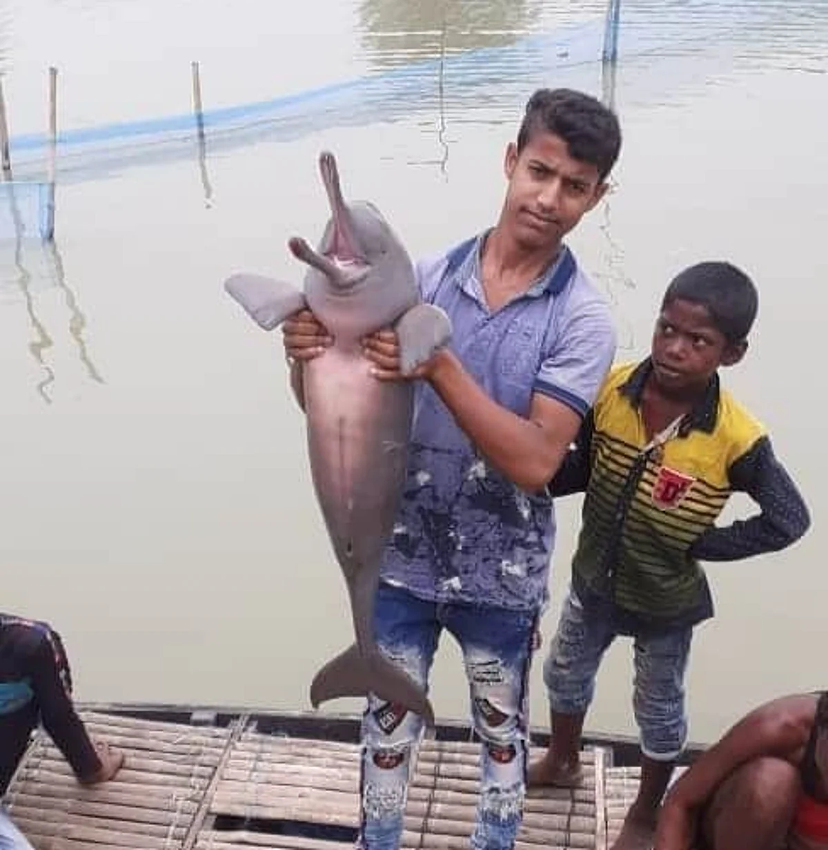 बूढ़ी गंडक में मछुआरे के जाल में फंसकर मर रही है डॉल्फिन