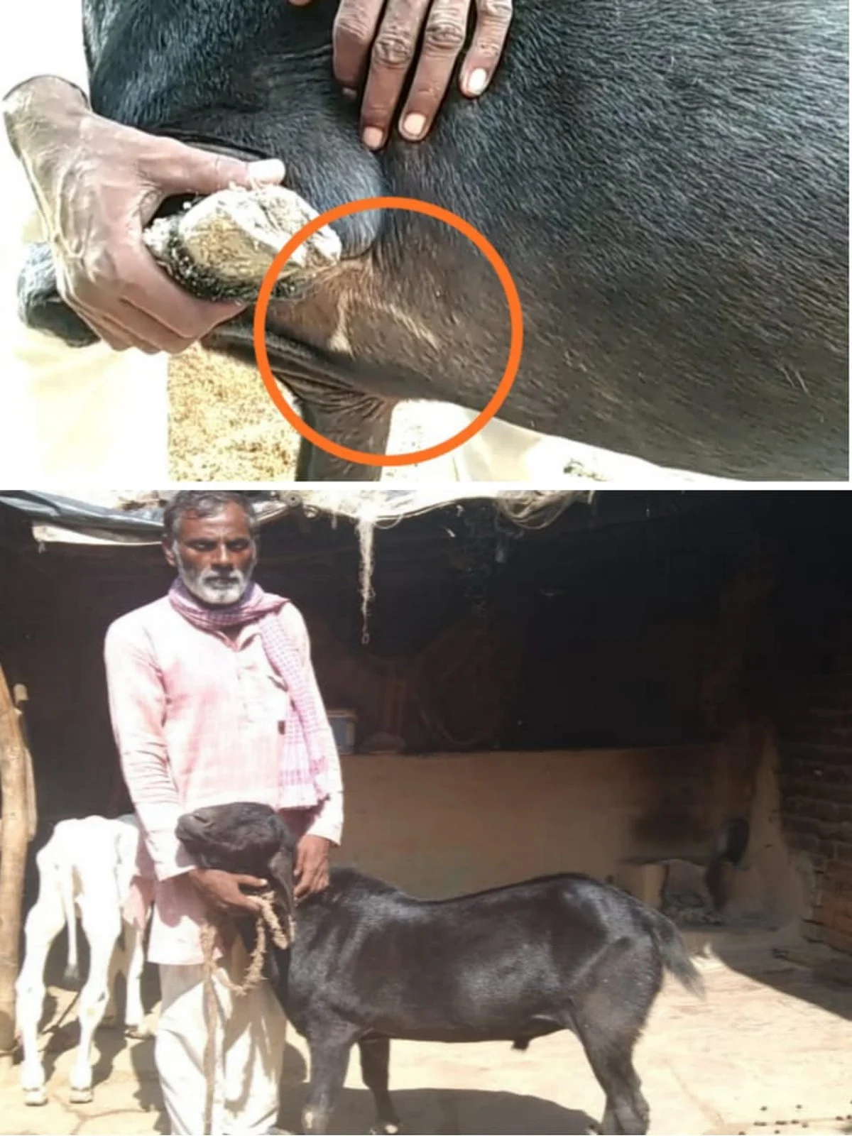 हमीरपुर: चांद बने बकरे की बोली लगी एक करोड़