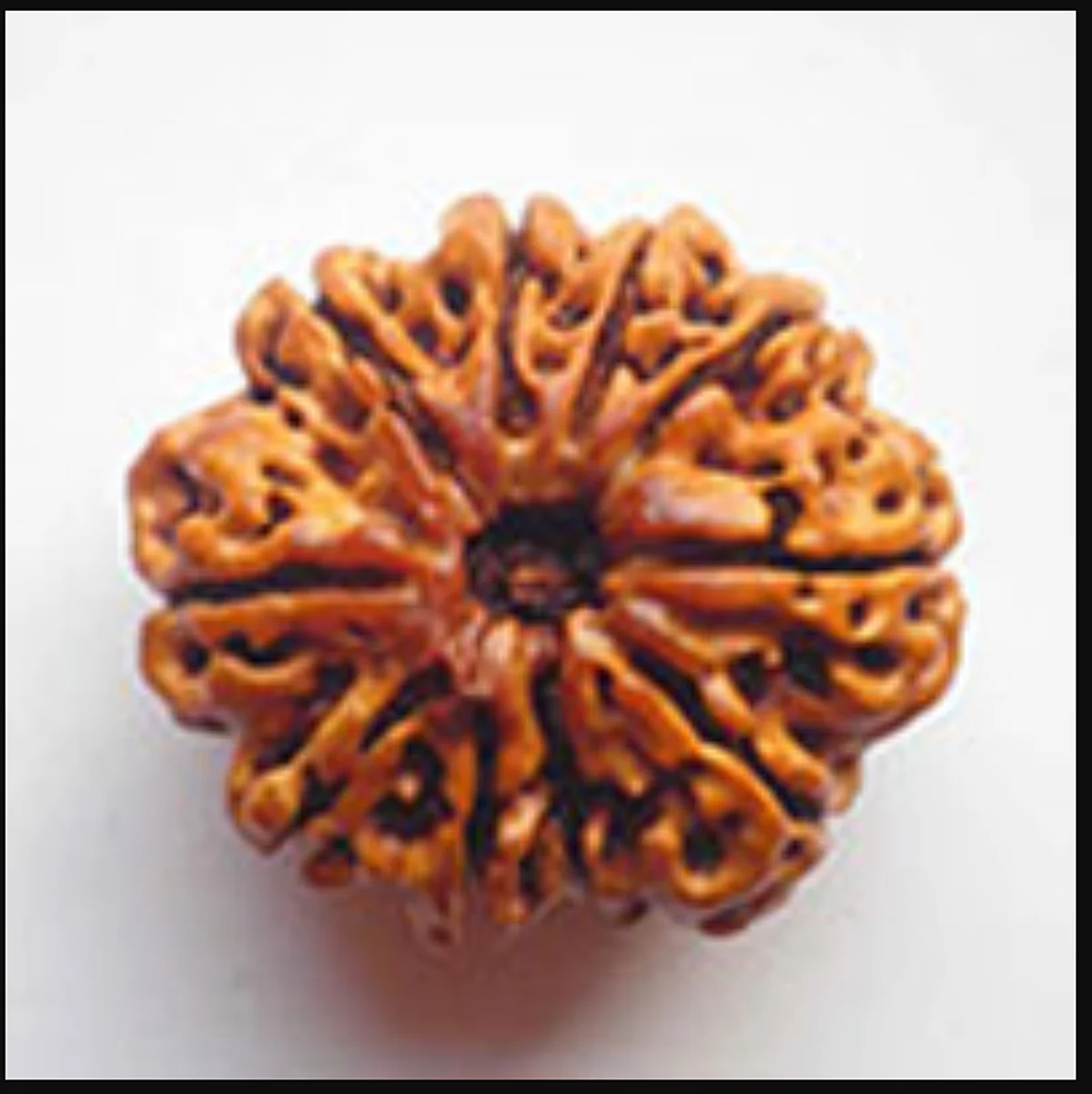 दसमुखी रुद्राक्ष - Dus Mukhi Rudraksha
