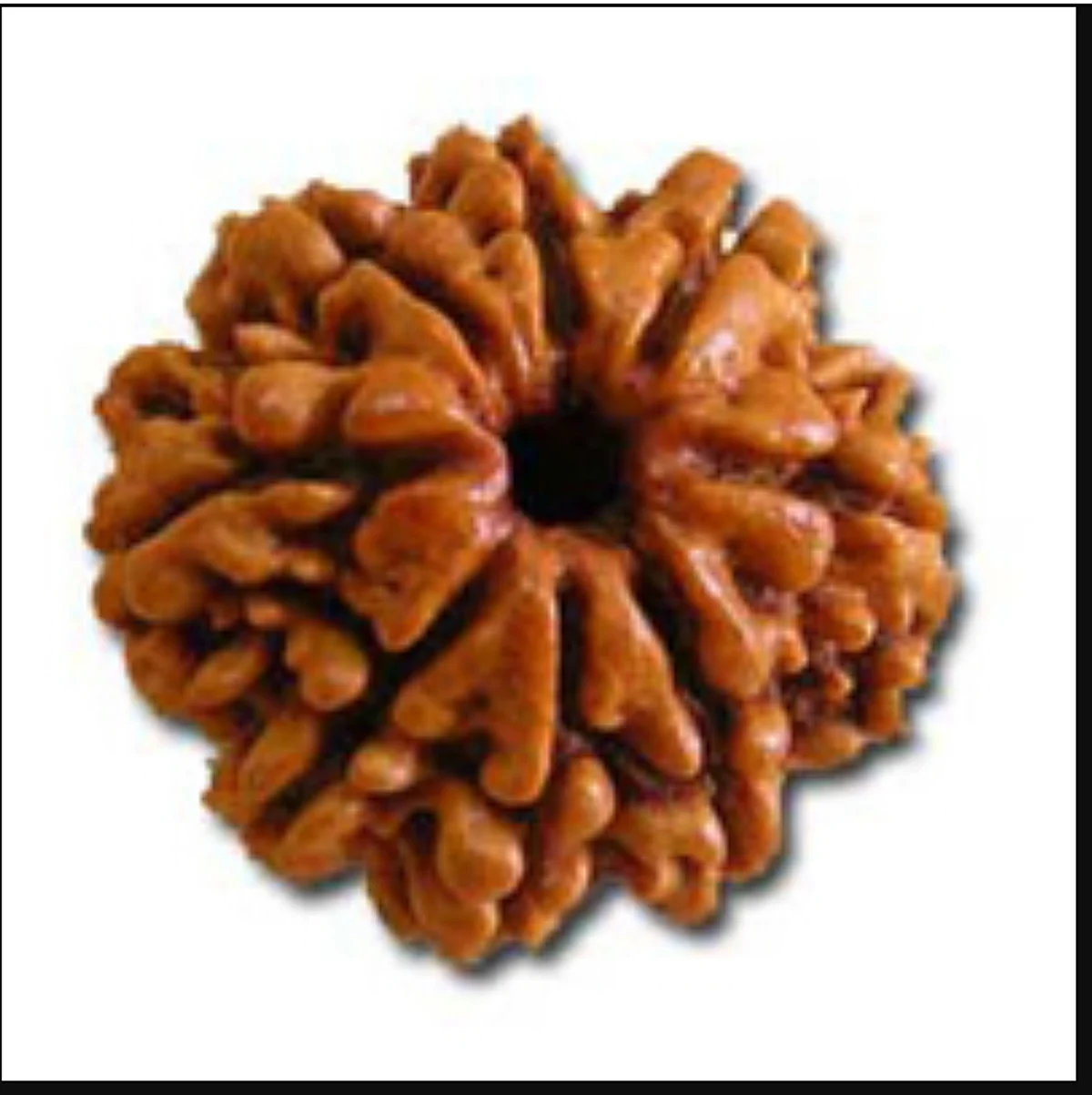 आठ मुखी रुद्राक्ष - Aath Mukhi Rudraksha
