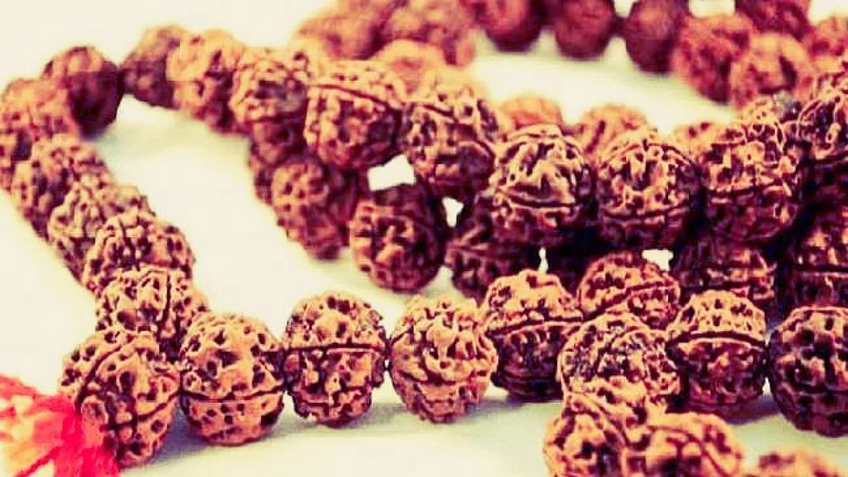 तेरह मुखी रुद्राक्ष - Terah Mukhi Rudraksha