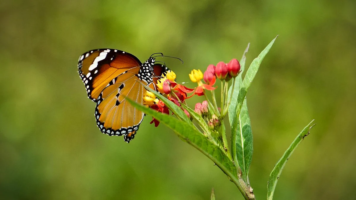 सैलानियों को बुला रही तितलियों की दुनिया