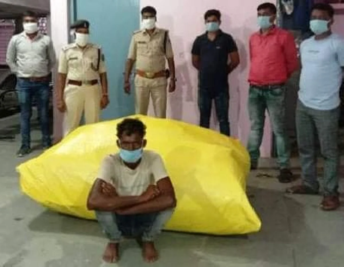 अरहर के बीच लगा रखे थे गांजे के 50 पेड़, आरोपित गिरफ्तार