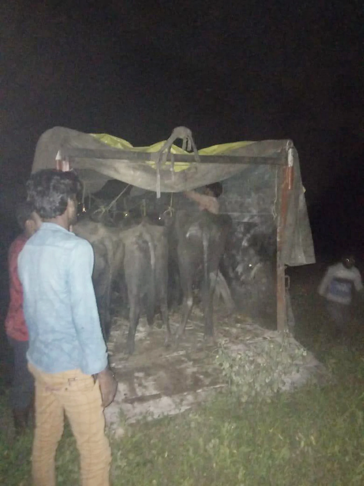बूचड़ खाने जा रहे ट्रक सहित 21 मवेशी बरामद, तीन आरोपित गिरफ्तार
